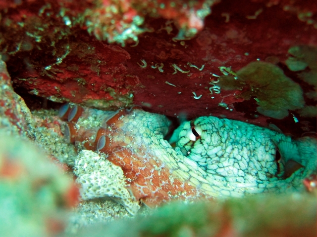  Marine fauna 